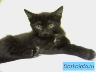 Отдам котят