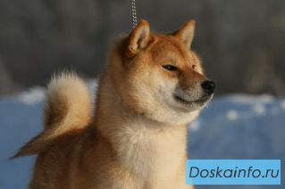 Сиба ину        (шиба ину) рыженькие        щенки  продаются
