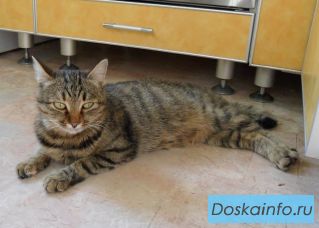 Котенок Анфиса