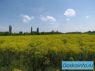 Семена Вайды       красильной и    Сильфии       пронзеннолистной