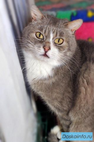 Кот Мурзяка ищет свое счастье, семью и дом.