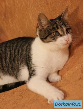  Котенок Милли ищет доброго хозяина.