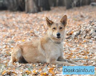 Добрейшей души собака Алиса в дар