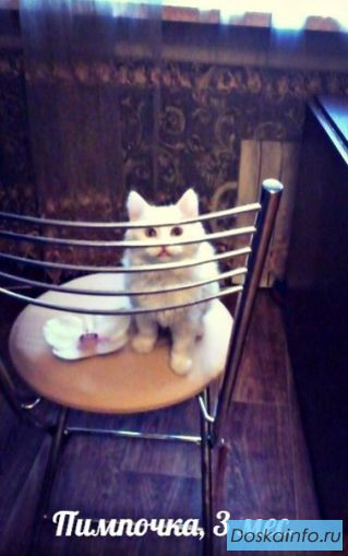 Два котёнка из ямы и их спасительница в добрые руки!