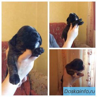 Щенки   немецкого            боксера