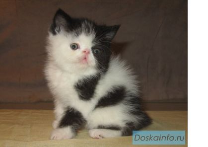 Экзотические и персидские котята от шоу-родителей