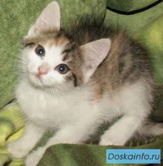 Котята          домашние