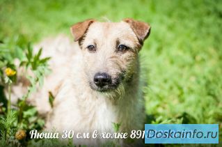 Маленькие собачки
