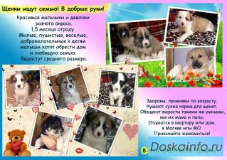 Щенки в дар