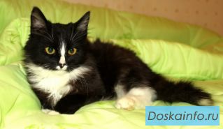 Котенок Фантик в добрые руки.