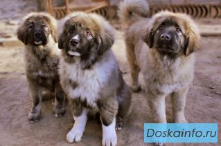 Щенки Кавказской овчарки от титулованных родителей