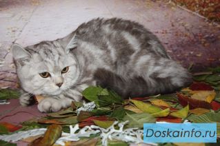 Серебристая Белка