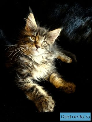 Котята элитных кровей из питомника к Новому Году