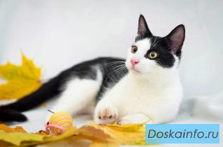 Котенок - веселый домовенок в добрые руки! СПб