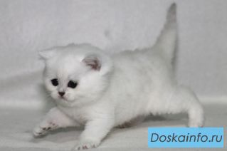 Британские        котята       из   питомника Steppe Stars.