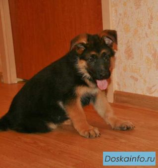 Перспективные    щенки   немецкой овчарки