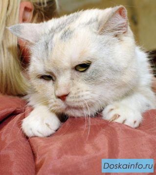 Кошка Скромняга скотиш-страйт в добрые руки. 