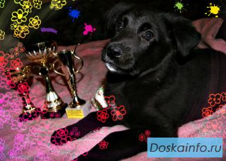 Шикарная короткошёрстная малышка в ожидании чуда