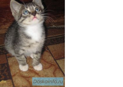 Отдам котенка 2,5мес