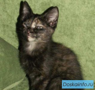 Черепаховые     кошечки          2 месяца