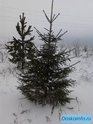 Елка живая сибирская + доставка в подарок!