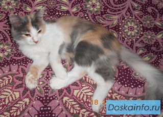 Пропала кошечка