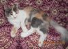 Пропала кошечка
