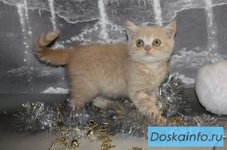 Котики от заводчика