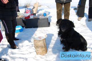 Пропала собака