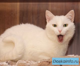 Снежно-нежный котик Саввушка, прелесть и очарование, в добрые руки