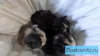 Трехцветный котенок в дар!