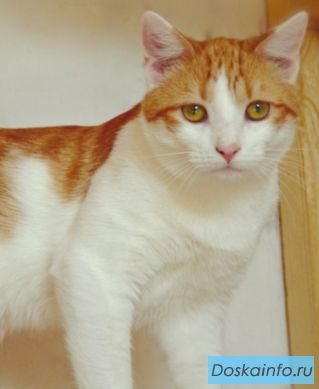 Невероятно ласковый котик Проша в поиске дома!