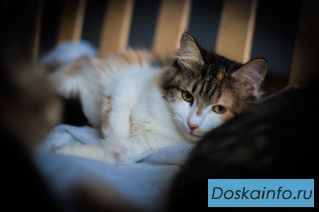 Кошечка подросток Лика ищет любящее сердце человека и ДОМ !