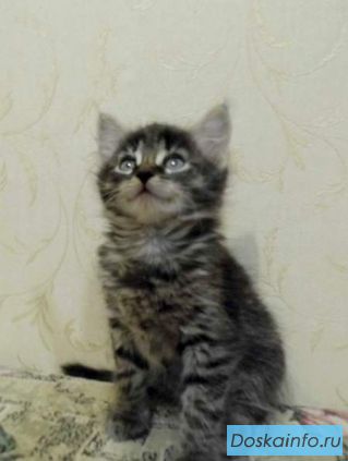 Котенок в хорошие руки