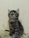 Котенок в хорошие руки