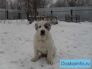Щенки      Среднеазиатской                       овчарки