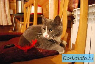 Отдам кошку