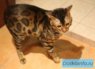 Бенгальская                  девочка