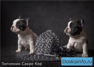 Щенки французского       бульдога.     Питомник Сакре Кер.