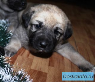 Щенки Анатолийской овчарки (Кангала) с документами