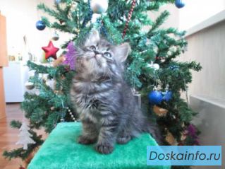 Породистые сибирские котята с шикарной родословной