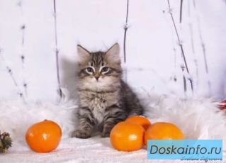 Сибирские                     котята продаются.