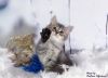 Уменьшенная картинка