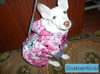 Пропала собака