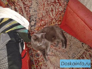 Найдена кошечка!
