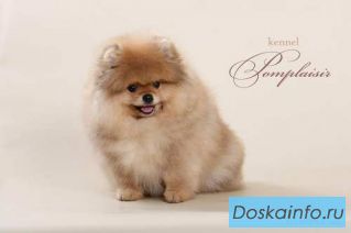 Шпиц      померанский         для      шоу    и разведения