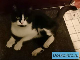 В    добрые      руки замечательную кошку