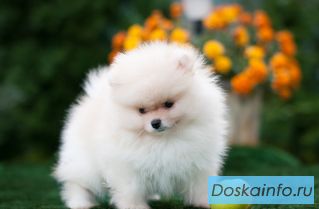 Щенки шпица с документами РКФ!