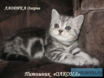 Британские, Шотландские Вислоухие и Прямоухие котята Различных окрасов.