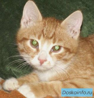 Рыжий                  котик.          